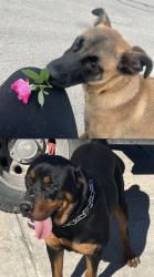 Lost Male Dog last seen Near Southern vista san Antonio Texas 78222, San Antonio, TX 78222