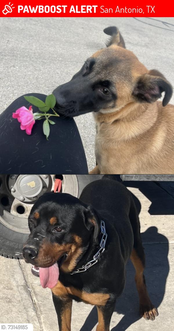 Lost Male Dog last seen Near Southern vista san Antonio Texas 78222, San Antonio, TX 78222