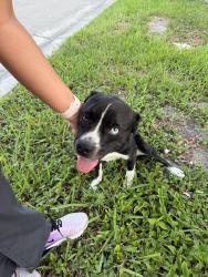 Reunited Unknown Dog last seen Miami lakes, Miami Lakes, FL 33014