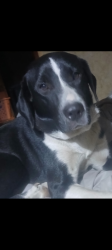 Lost Female Dog last seen Burlington ave and central fla bible camp, Eustis, FL 32736