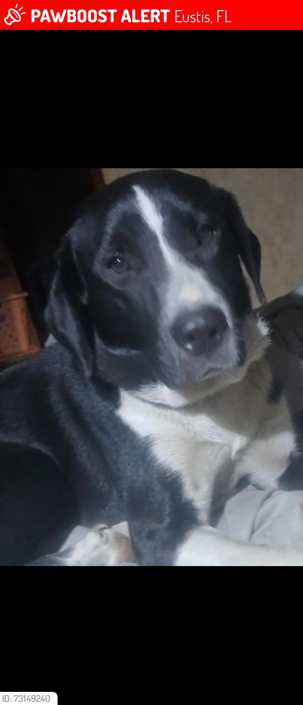 Lost Female Dog last seen Burlington ave and central fla bible camp, Eustis, FL 32736