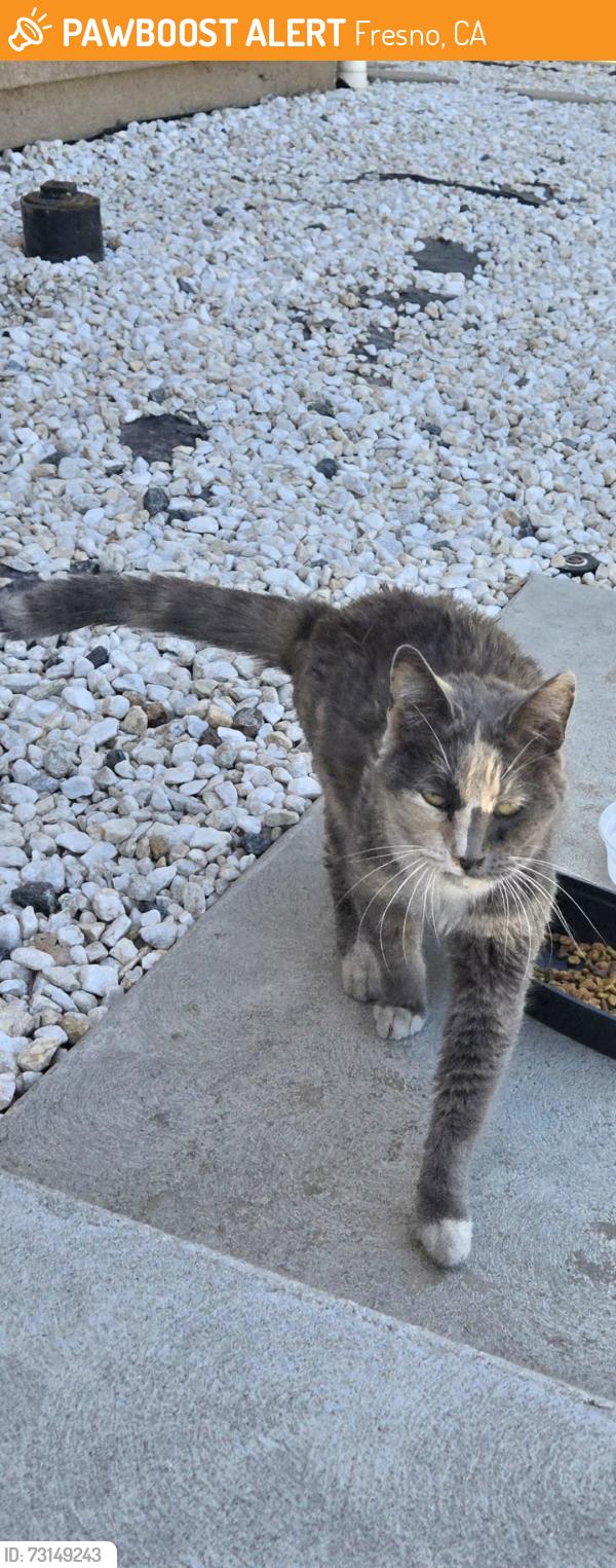 Found/Stray Female Cat last seen Booker grove, Fresno, CA 93727