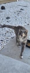 Found/Stray Female Cat last seen Booker grove, Fresno, CA 93727
