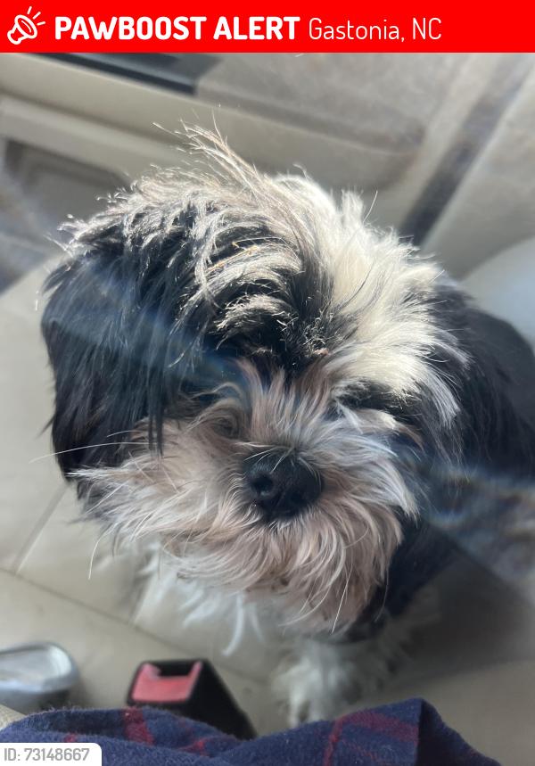Lost Female Dog last seen South new hope road, Gastonia, NC 28056