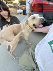 Reunited Male Dog last seen Spanish Oaks Dr, Temecula, CA 92592