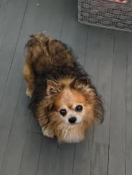 Reunited Male Dog last seen Aspire Wealth Management & Tax Center, Kansas City, MO 64119