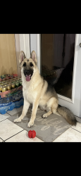 Lost Female Dog last seen Near Trailwood drive, Altamonte Springs, FL 32714