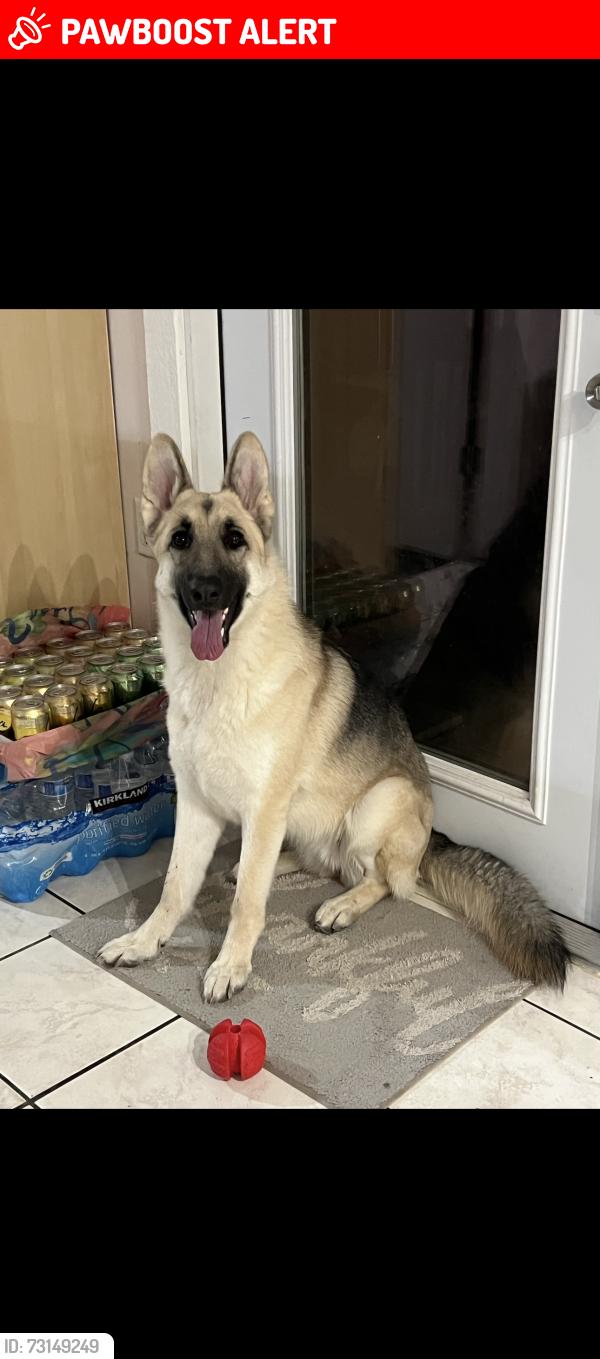 Lost Female Dog last seen Near Trailwood drive, Altamonte Springs, FL 32714