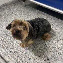 Reunited Female Dog last seen Port St. Lucie, Port St. Lucie, FL 34986