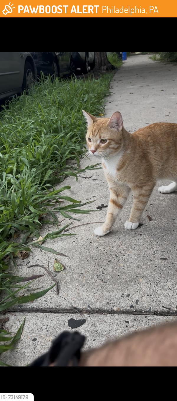 Found/Stray Male Cat last seen 51st and Kingsessing, Philadelphia, PA 19143