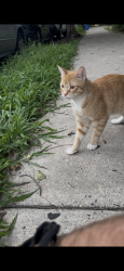 Found/Stray Male Cat last seen 51st and Kingsessing, Philadelphia, PA 19143