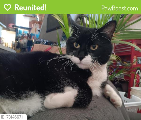 Reunited Male Cat last seen Silver/Wellesley, Albuquerque, NM 87106