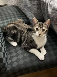 Lost Male Cat last seen Germentown pike, East Norriton Township, PA 19403
