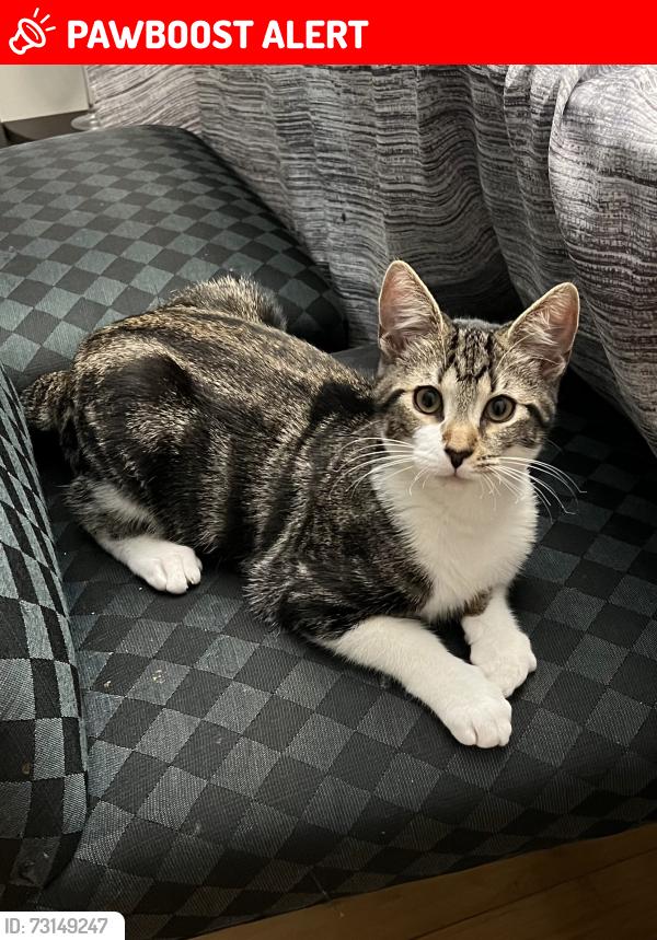 Lost Male Cat last seen Germentown pike, East Norriton Township, PA 19403