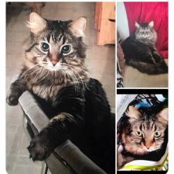 Lost Male Cat last seen Rosthern thrift store, country roads, Rosthern No. 403, SK 