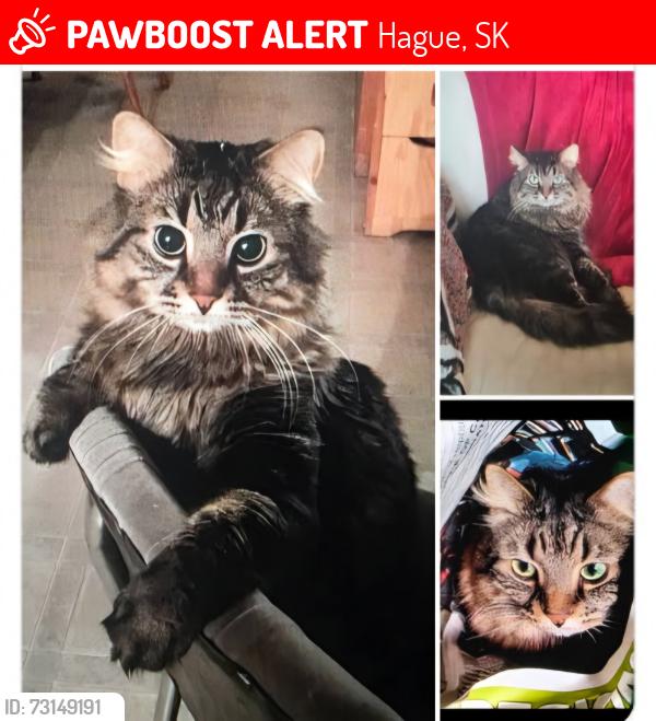Lost Male Cat last seen Rosthern thrift store, country roads, Rosthern No. 403, SK 