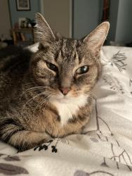 Lost Male Cat last seen Burwell and Theo Parker Rd, Boston, MA 02132