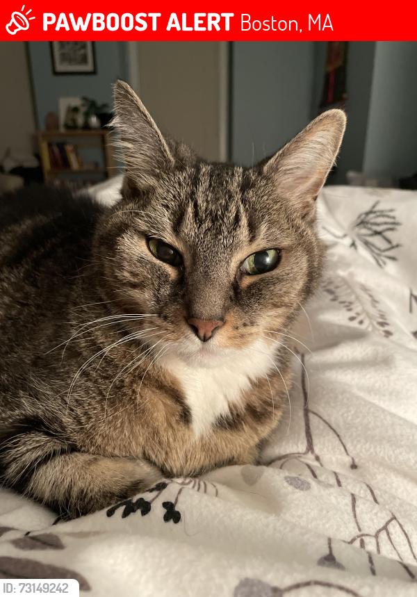 Lost Male Cat last seen Burwell and Theo Parker Rd, Boston, MA 02132