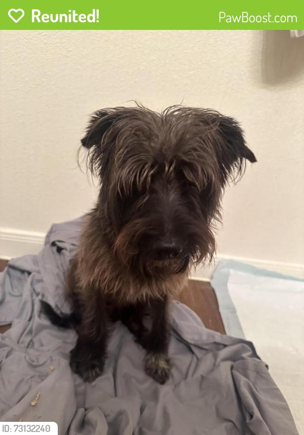 Reunited Male Dog last seen Mccoll and E Violet, McAllen, TX 78501