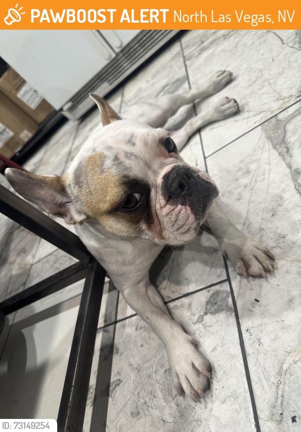 Found/Stray Female Dog last seen Owens and stocker st, North Las Vegas, NV 89030