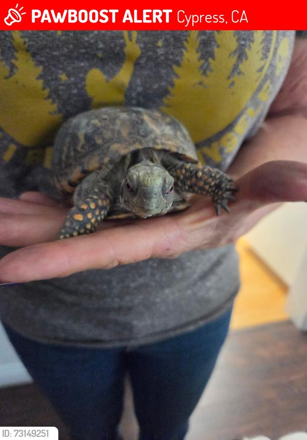 Lost Male Reptile last seen Orange wood and Valley View, Cypress, CA 90630
