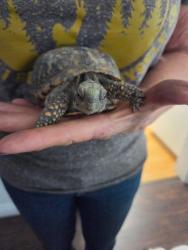 Lost Male Reptile last seen Orange wood and Valley View, Cypress, CA 90630