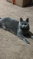 Lost Female Cat last seen StDavid Road, Lancashire, England 
