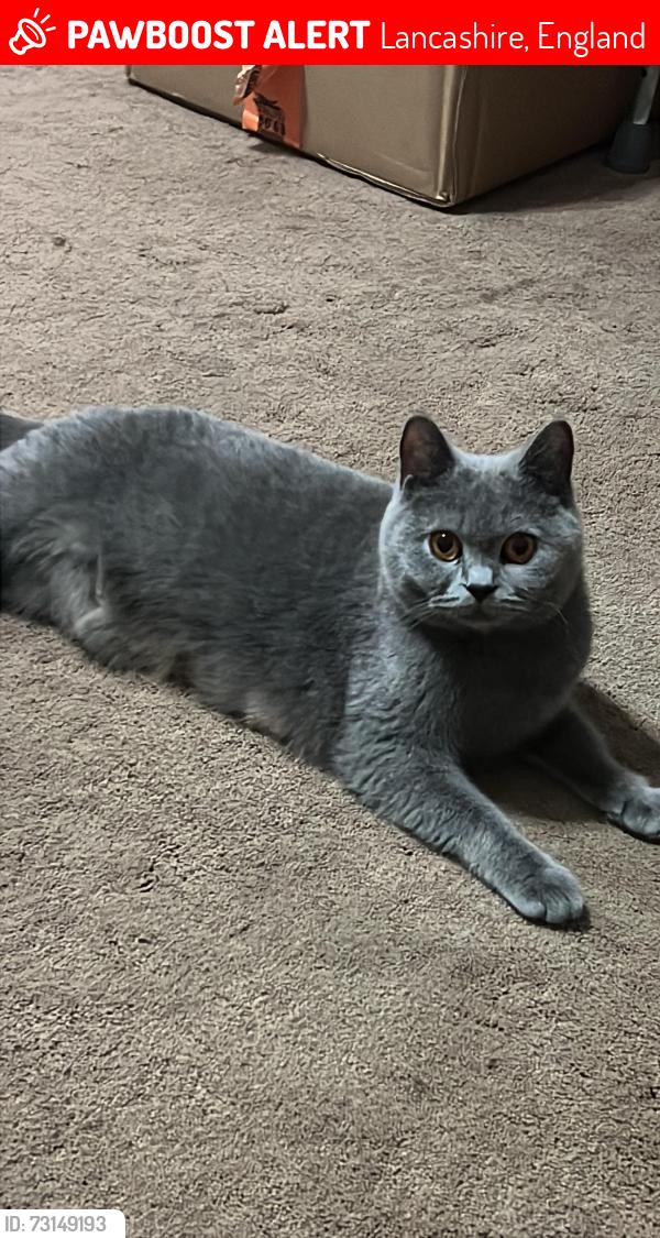 Lost Female Cat last seen StDavid Road, Lancashire, England 