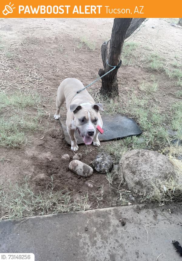Found/Stray Male Dog last seen 23rd st, Tucson, AZ 85713