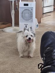 Reunited Female Dog last seen Seminole Ln & Inca / Mohawk, Henderson, NV 89015