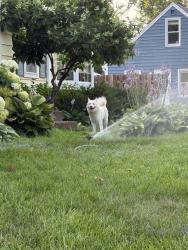 Found/Stray Male Dog last seen Penn Ave and 70th, Richfield, MN 55423