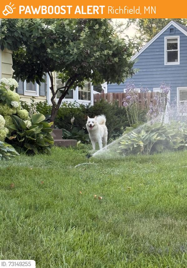 Found/Stray Male Dog last seen Penn Ave and 70th, Richfield, MN 55423