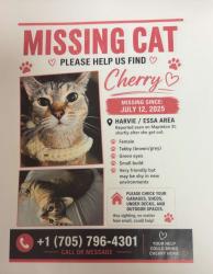 Lost Female Cat last seen Mapelton park, Barrie, ON 
