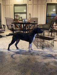 Found/Stray Female Dog last seen CR 4698 Boyd, TX, Wise County, TX 76023