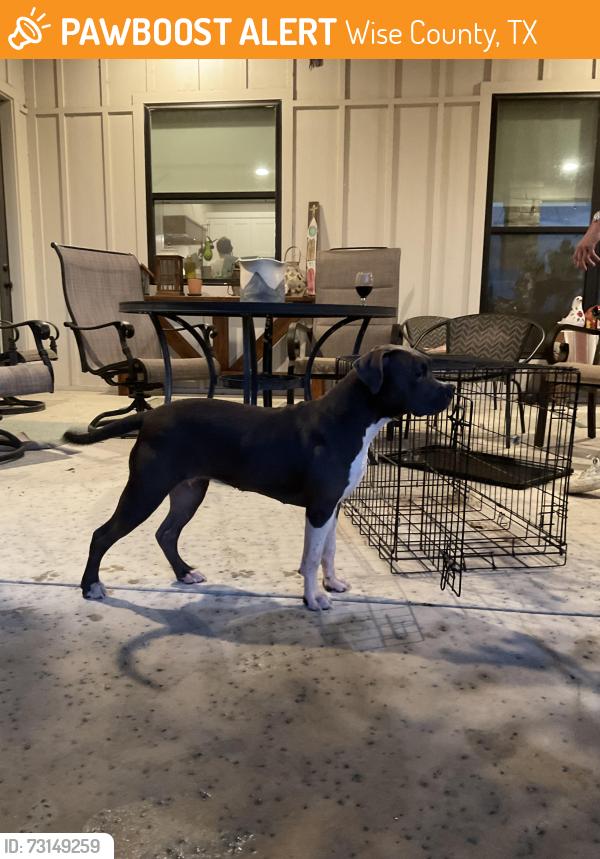 Found/Stray Female Dog last seen CR 4698 Boyd, TX, Wise County, TX 76023