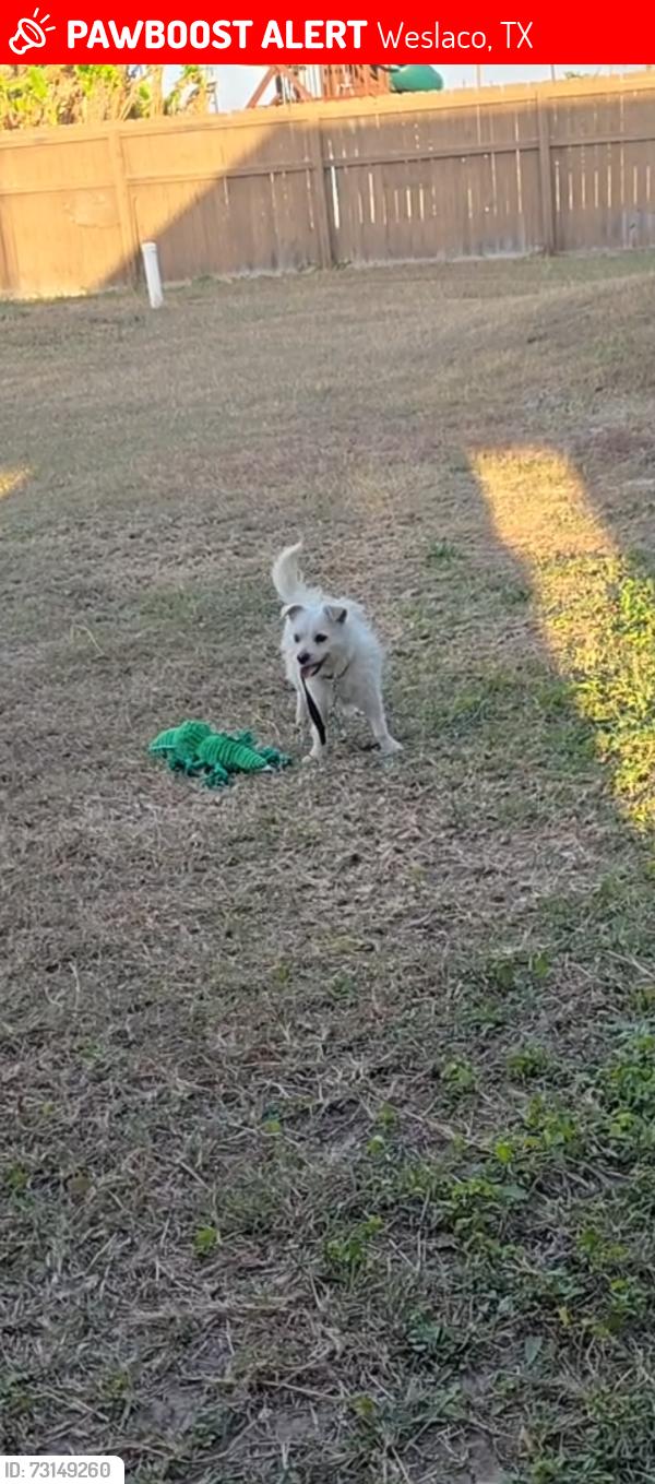 Lost Unknown Dog last seen Near and devon st, Weslaco, TX 78570