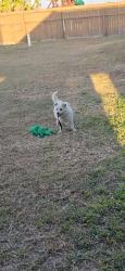 Lost Unknown Dog last seen Near and devon st, Weslaco, TX 78570