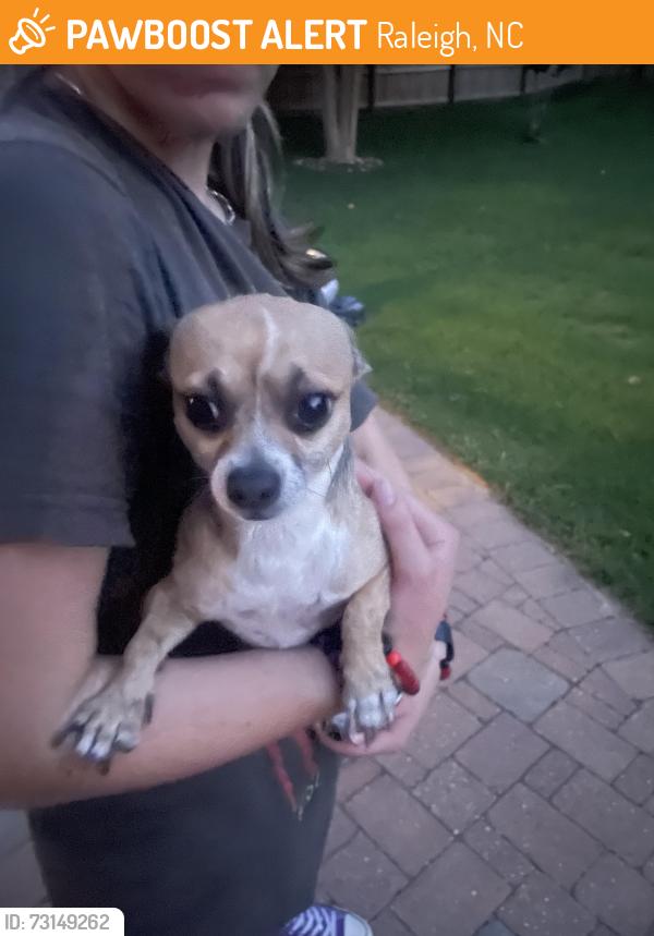 Found/Stray Male Dog last seen Valley Stream Dr, Raleigh, NC 27616