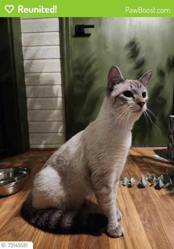 Reunited Unknown Cat last seen 115th and Ingalls, Westminster, CO 80020