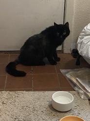 Found/Stray Unknown Cat last seen 21st Ave, Forest Grove, OR 97116
