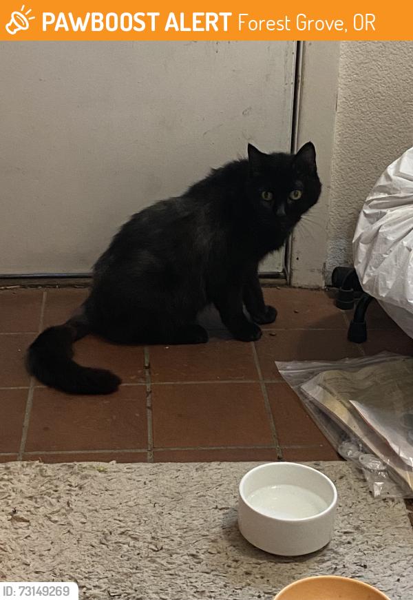 Found/Stray Unknown Cat last seen 21st Ave, Forest Grove, OR 97116