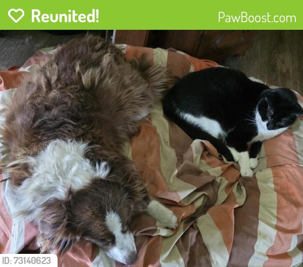 Reunited Female Dog last seen County Road 639 - Off Highway 35 by Well's Nursery, Brazoria County, TX 77480