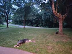 Reunited Female Dog last seen White plains church rd, Roaring River, NC 28669