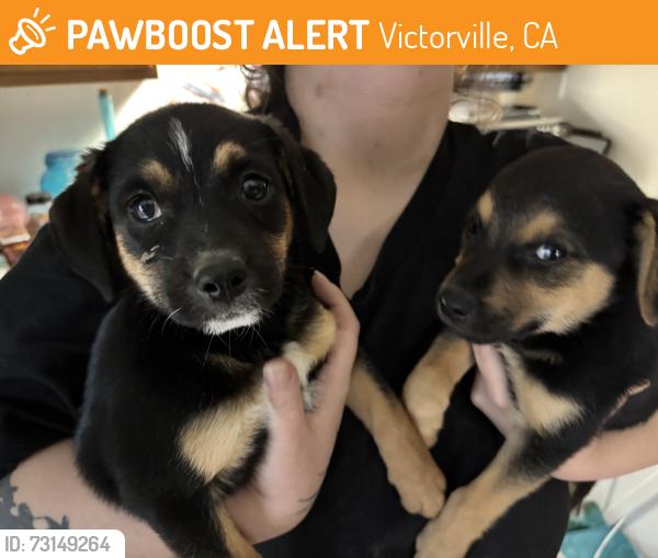 Found/Stray Unknown Dog last seen Behind home depot, Victorville, CA 92392
