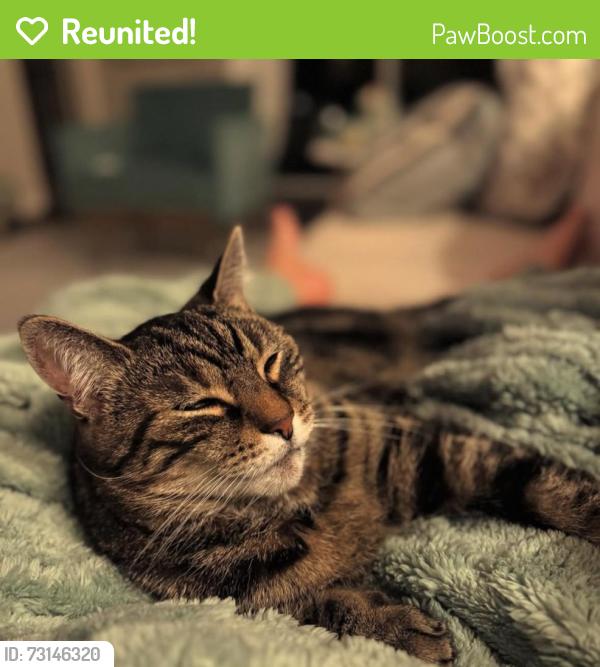 Reunited Male Cat last seen Near SW 54th circle Ocala, Ocala, FL 34476