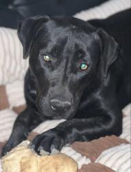 Reunited Female Dog last seen Glendale & Litchfield, Glendale, AZ 85307