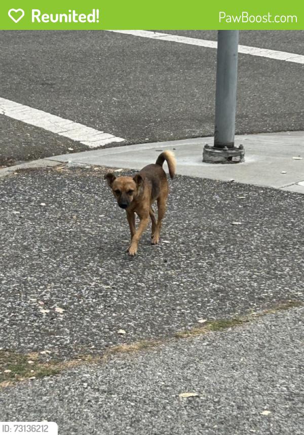 Reunited Unknown Dog last seen N 5h & Taylor, San Jose, CA 95112