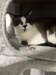 Reunited Male Cat last seen Toronto and Copenhagen, Riverside, CA 92504
