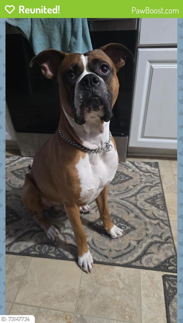 Reunited Male Dog last seen Cross from the YMCA Soccer Fields., Archdale, NC 27263