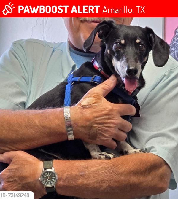 Lost Male Dog last seen Rancho Trail and Paseo Av, Amarillo, TX 79108